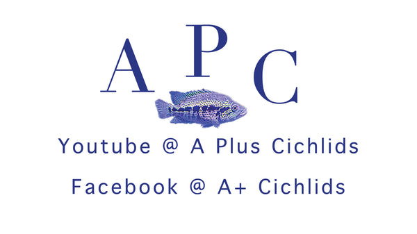 A+ Cichlids logo
